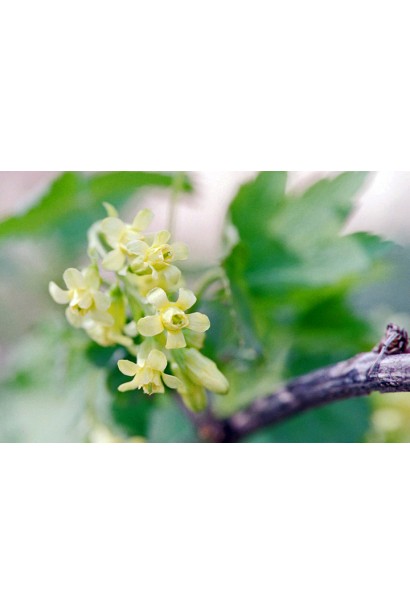 Цвітіння порічки Кияночка